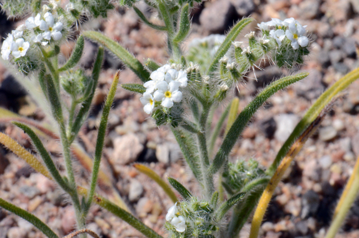 Panamint Cryptantha flowers bloom in late winter or early spring from January or February through May or June. This species is a member of the Boraginaceae family.  Johnstonella angustifolia, (=Cryptantha)